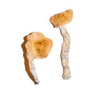 Buy Bulk Mushrooms Transkei