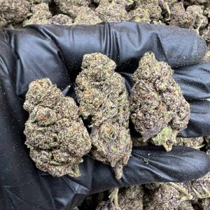 Ice Cream Cake cannabis flower with dense, frosty buds highlighted by purple and green hues.